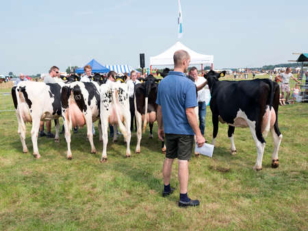 Prize cows with owners and jury member on dairy cattle show in the netherlandsのeditorial素材