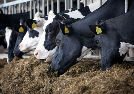 heads of black and white holstein cows feeding on grass in stable in hollandの写真素材