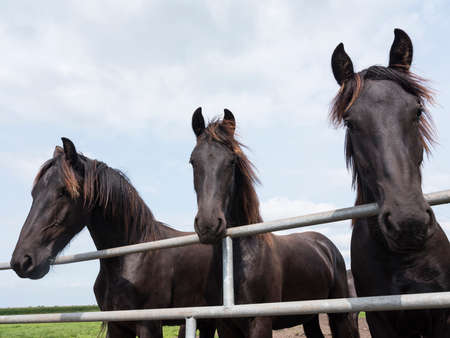 closeup of dark brown horse heads in dutch meadow in the netherlandsの写真素材