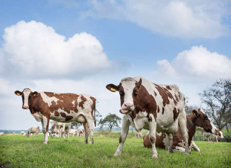 red and white cows under blue sky in green grassy summer meadow near utrecht in the netherlandsの写真素材