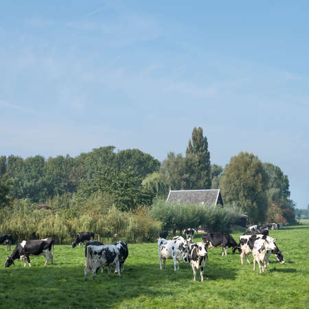 cows under blue sky in green grassy summer meadow between Loenen and Breukelen near utrecht in the netherlandsの写真素材