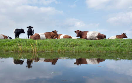 lakenvelder cows and calves in green grassy meadow reflected in water of canal in the netherlands near utrecht under blue skyの写真素材