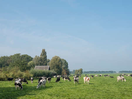 cows under blue sky in green grassy summer meadow between Loenen and Breukelen near utrecht in the netherlandsの写真素材