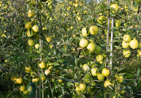 yellow golden delicious apples in dutch fruit orchard under blue sky in the netherlands during harvestの写真素材
