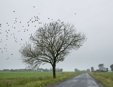 country road and tree with flock of sparrows between green grassy meadows in the dutch province of groningen on rainy autumn dayの写真素材