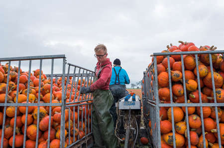 farmers harvest organic pumpkins on field in the netherlands in the province of groningen near loppersumのeditorial素材