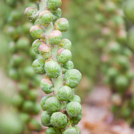 brussel sprouts in dutch field in the netherlands ready for harvest in autumnの写真素材