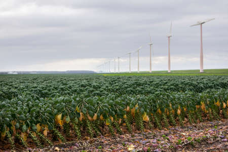 brussel sprouts in dutch field in the netherlands ready for harvest in autumnの写真素材