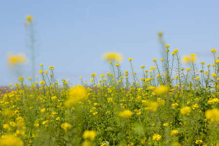 mustard seed flower field and blue sky in dutch polder flevolandの写真素材