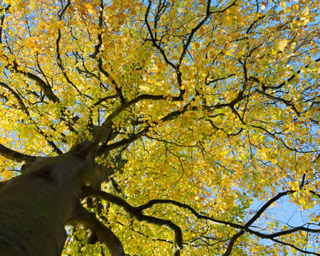 yellow beech leaves in dutch park in the fallの写真素材