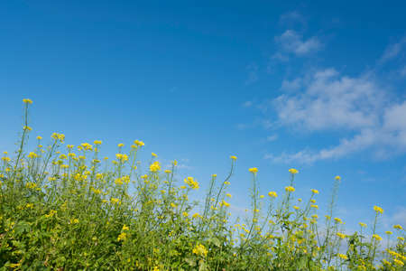 yellow flowers of mustard seed in field with blue sky