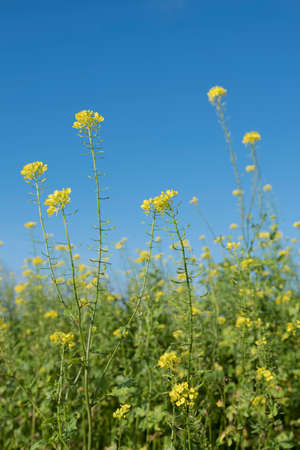 yellow flowers of mustard seed in field with blue skyの写真素材