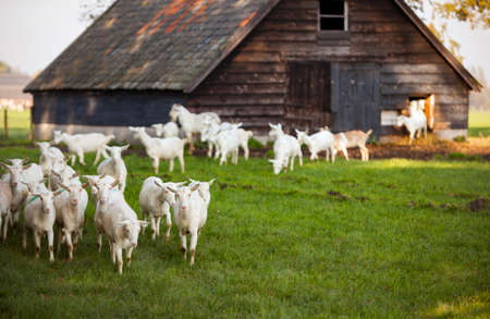 white goats in meadow near barn in the netherlands near Woudenberg and scherpenzeel in the province of utrechtの写真素材