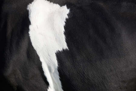 closeup of black and white hide on side of holstein cowの写真素材