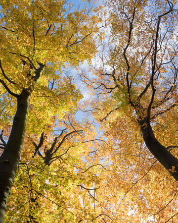 looking up to brightly colored autumn beech leaves and blue sky in the fall