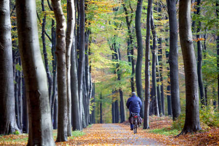 person on bicycle and car in autumn forest on utrechtse heuvelrug near austerlits in the netherlandsの写真素材