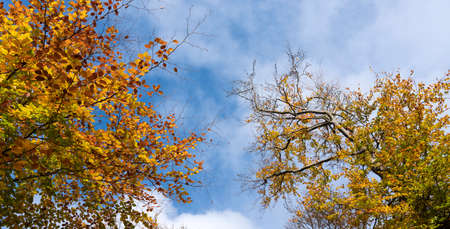 bright yellow leaves of beech tree and blue sky in the fall