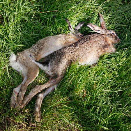 Dead hares lie on ground at hunting partyの写真素材