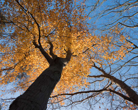 yellow autumn beech leaves and blue sky in the fallの写真素材