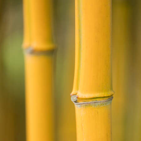 closeup of stem and knots on yellow bamboo plantの写真素材
