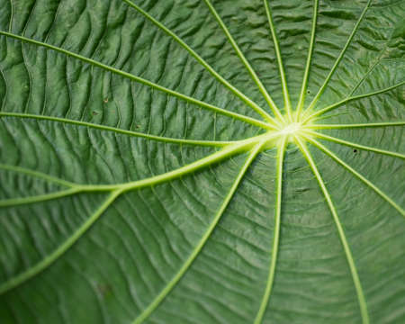 background consisting of closeup of green tropical leaf grainの写真素材