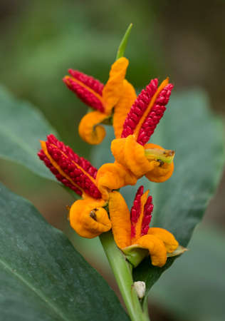 yellow and red forms of hedychium spec plant closeupの写真素材