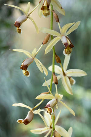 brown and white orchid flowers of species coelogyne massangeanaの写真素材
