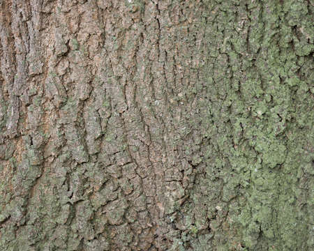 background of bark on old oak tree closeupの写真素材