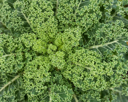 closeup of cale or cabbage in garden seen from above
