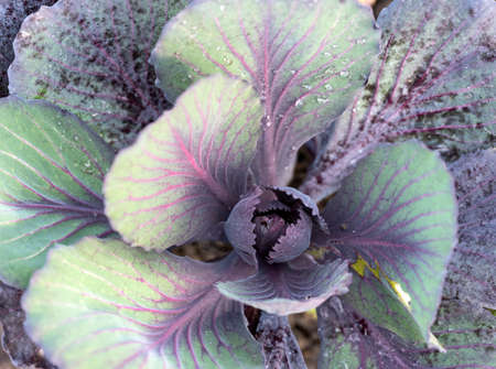 Young plant of red cabbage in vegetable gardenの写真素材