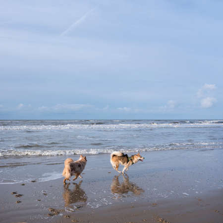 dogs on sunny winter beach at north sea in hollandの写真素材