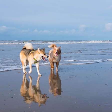 Dogs on sunny winter beach at north sea