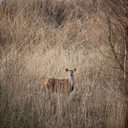female red deer hide in reed on winter day in dutch nature park oostvaarders plassen near Lelystad on flevolandの写真素材