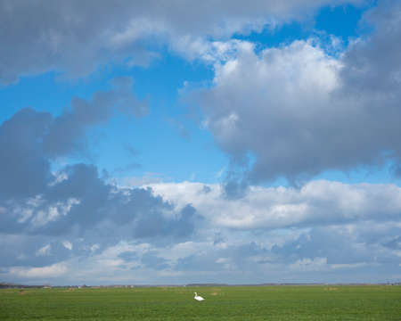couple of swans in green meadow under cloudscape near amersfoort and eemnes in the netherlandsの写真素材