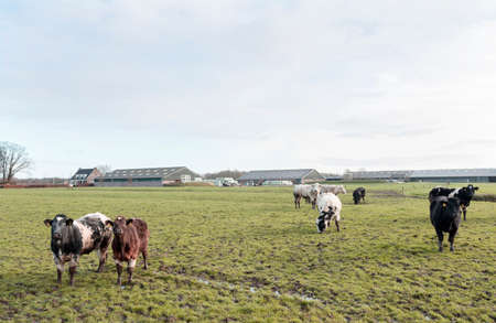 Cows in meadow near large farm in Dutch province of Utrechtの写真素材