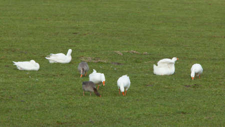 white geese graze in food plains of river ijssel near dutch cities kampen and Zwolle in the netherlandsの写真素材
