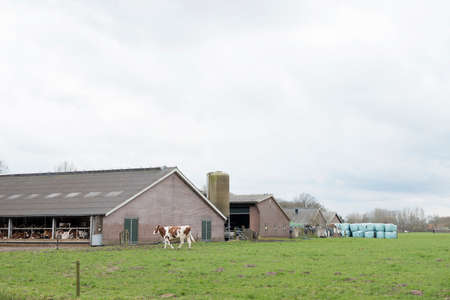 red white dairy cows in open barn outside farm in the netherlands near amersfoort