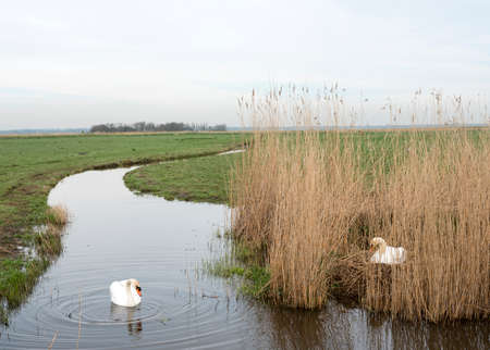 swan on nest in reed and other one garding in eempolder near the netherlandsの写真素材