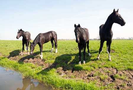 four dark horses in green grassy meadow near loenen in the dutch province of utrecht on sunny spring dayの写真素材