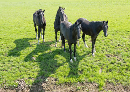four dark horses in green grassy meadow near loenen in the dutch province of utrecht on sunny spring dayの写真素材