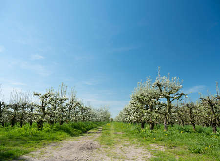 white apple blossoms in dutch orchard with blue sky in the netherlands near utrecht