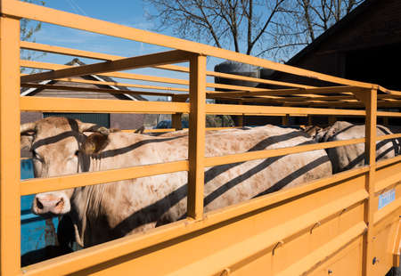 blonde daquitaine cow ready for transport in cart on farmの写真素材