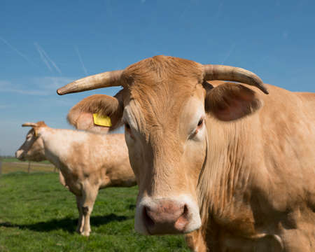 beige blonde daquitaine cows in green grassy meadow under blue sky lookingの写真素材