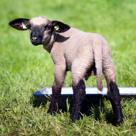 young beautiful lamb in green grassy meadow near food troughの写真素材