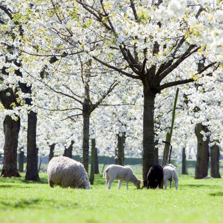 Sheep and lambs graze in green spring grass under blossoming cherry trees near Utrecht in the Netherlandsの写真素材