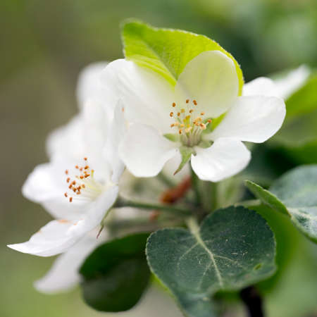 closeup of whiute apple blossom against out of focus green backgroundの写真素材