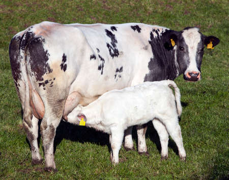 black and white cow and drinking calf in green grassy meadow in the netherlandsの写真素材
