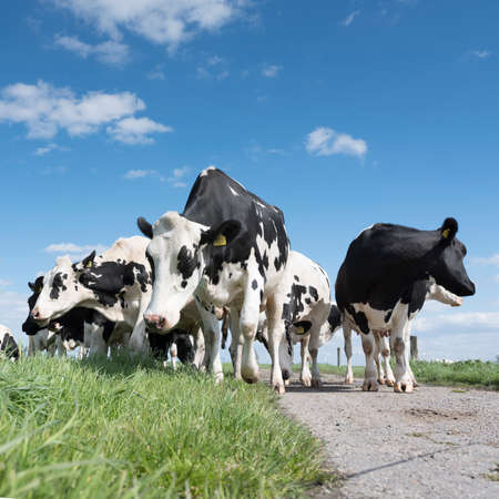 black and white cows in green grassy summer meadow under blue sky in the netherlandsの写真素材