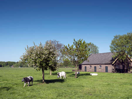 meat calves in spring meadow with flowering tree near barn in the dutch province of utrechtの写真素材