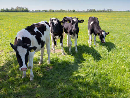 black and white holstein calves in green grassy meadow on sunny spring day with blue sky in the netherlandsの写真素材